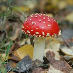 DSC 0572 - Sportraad Zaventem 